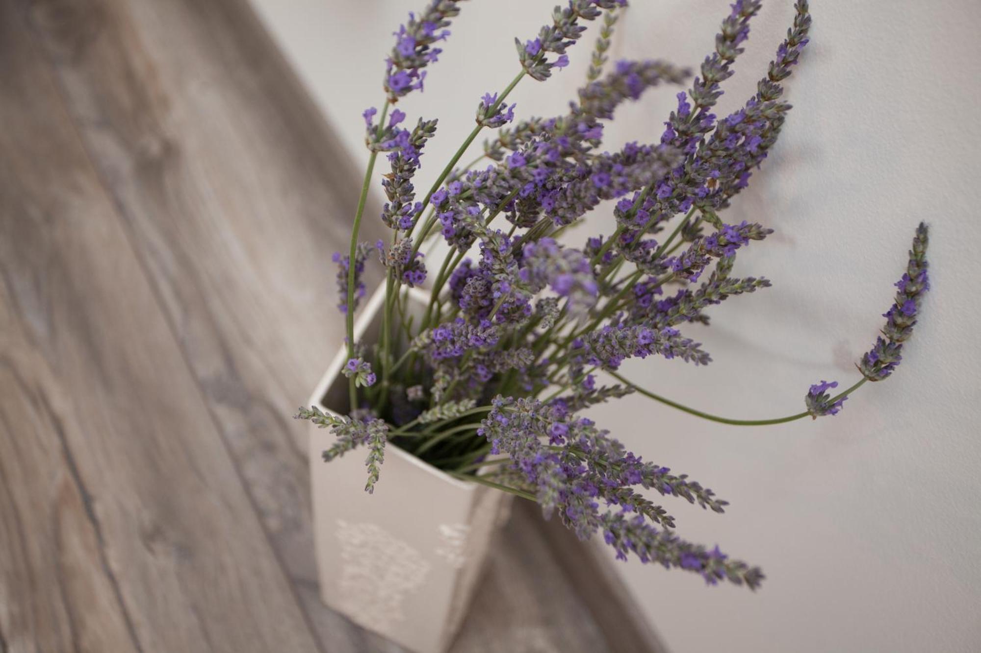 Apartments And Rooms Hey Ρόβινι Εξωτερικό φωτογραφία
